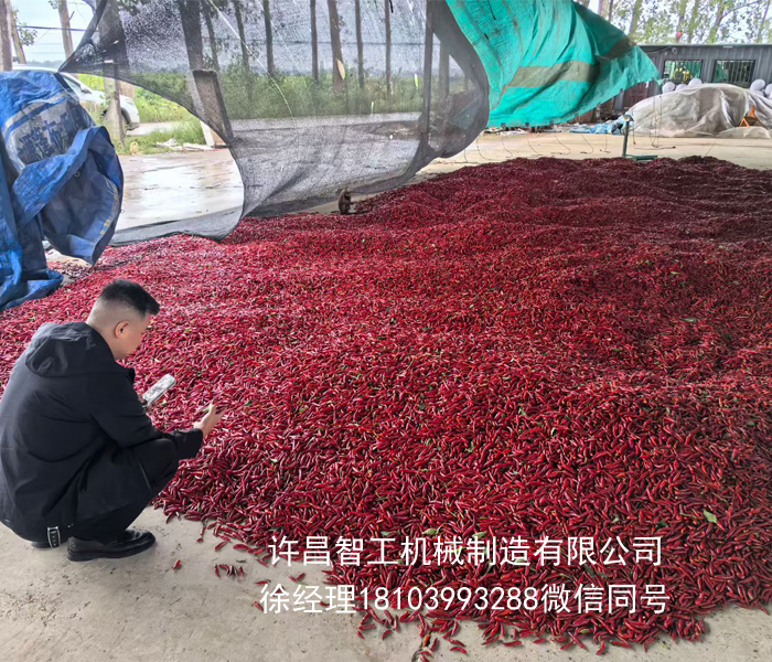 貴州客戶來廠試機電磁炒辣椒機器